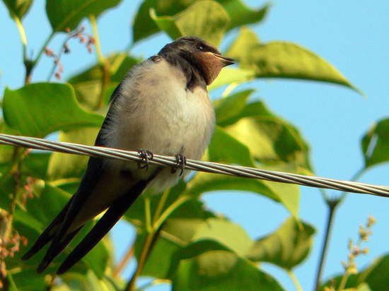 памирский удод. где птица на рондо. черноголовка обыкновенная птица. Acanthiza pusilla. дрозд птица.