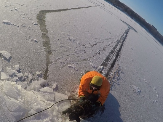 Ярославские спасатели вытащили пса, провалившегося под лед