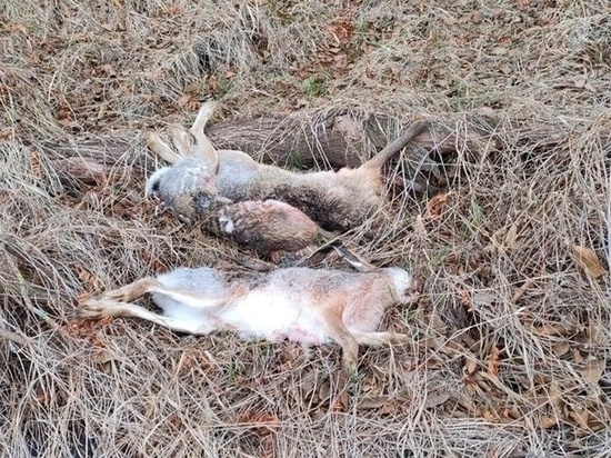 В Тамбовской области от протравленного зерна гибнут дикие животные и птицы