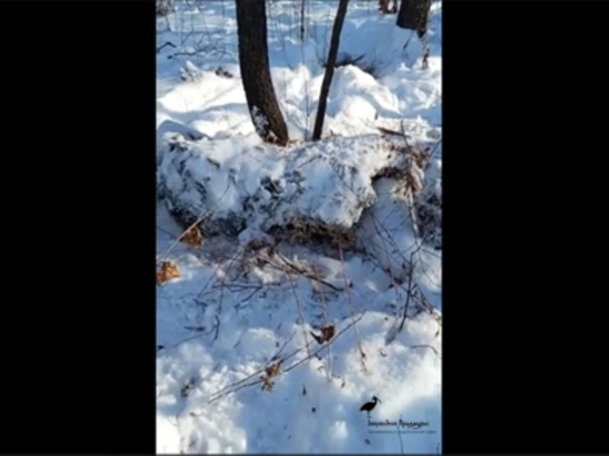 В Хабаровском крае найдены следы битвы медведя и тигра
