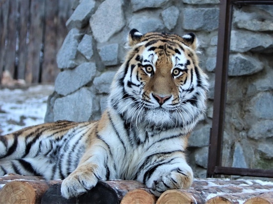 Московский тигр получил постоянную прописку в хабаровском зоосаде