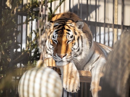 Тигры в зоопарке на Сахалине могут дать генетически правильное потомство уже в 2023 году
