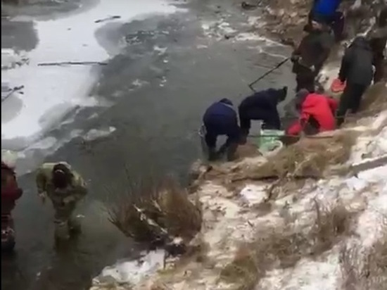 В Ярославской области рыбу из реки  вычерпывают ведрами