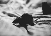 В городе Бодайдо Иркутской области крыса искусала мальчика, свалившись на него на крыльце с крыши местной поликлиники, сообщает "Газета
