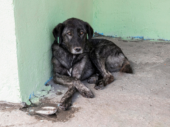 Организации по отлову животных из Черногорска указали на нарушения закона