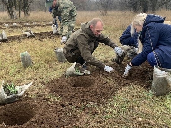 «Сохраним лес»: крымчан приглашают высадить деревья