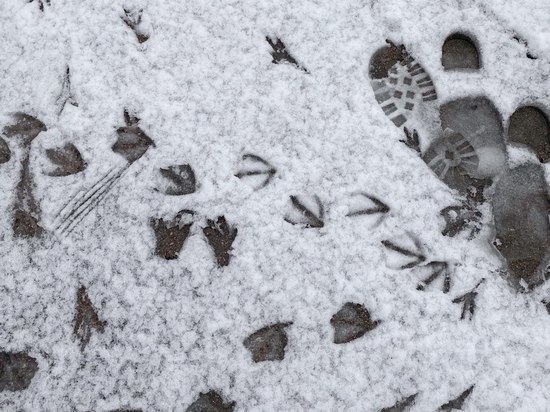 Синоптики пообещали снежное и морозное начало декабря в Петербурге