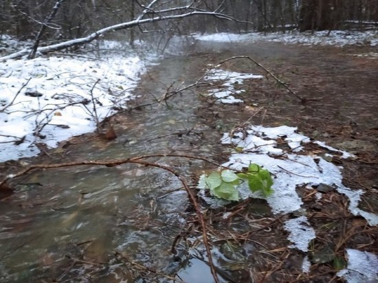 Канализационные стоки в очередной раз затопили Северный лес в Воронеже