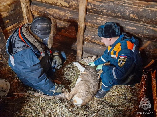 Краснокнижное животное спасли сотрудники МЧС в Карелии