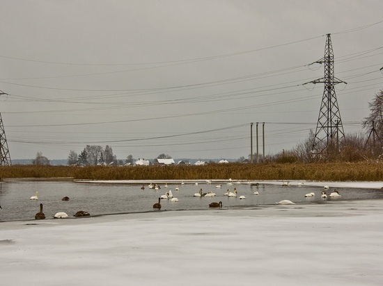 Лебеди опять решили перезимовать в Тверской области