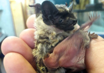 В центр реабилитации рукокрылых Московского зоопарка попала рекордная – 200-я летучая мышь