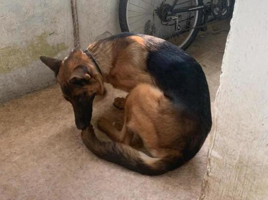 В Липецке будут судить пенсионера, который специально сбил бездомную собаку