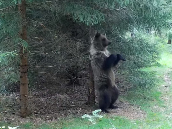 Фотоловушка засняла медвежьи танцы у чесального дерева в заповеднике Ленобласти