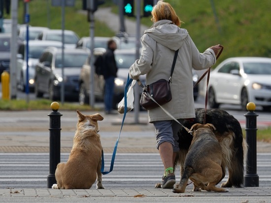 Петербуржцев могут обязать выгуливать собак по правилам
