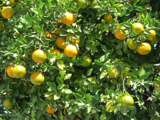 Биотехнологический парк и производство лимонной кислоты появятся в Воронежской области на базе спиртзавода