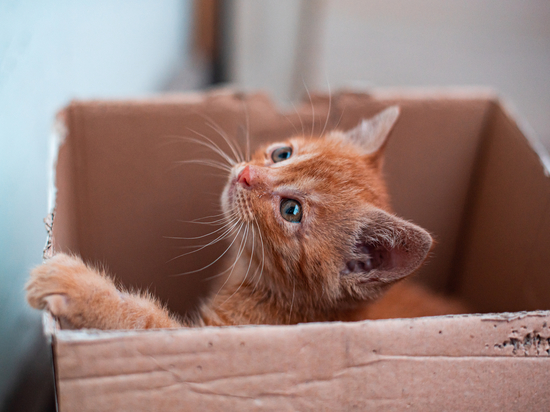 Власти Новосибирской области готовят запрет на содержание более шести кошек в квартире