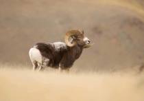 Ученые Сайлюгемского национального парка в Республике Алтай подводят итоги ежегодного учета алтайского горного барана