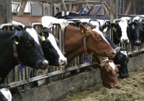 Как сообщает Председатель Правительства ДНР Виталий Хоценко в своем телеграм-канале, сельхозпредприятия Республики в текущем году увеличили объемы производства молока