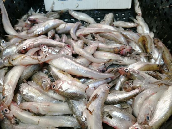 Петербургский Роспотребнадзор изъял из оборота более тонны некачественной рыбы