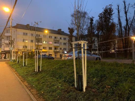 В Калининграде озеленяют Ленинский проспект