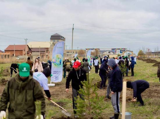 В Дагестане высадили 300 деревьев