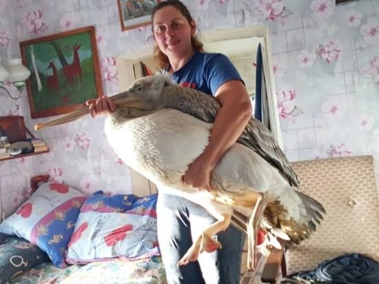 Замерзавшего пеликана спас житель Омской области