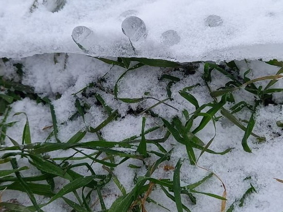 После ледяных дождей специалисты проверили состояние озимых на полях Чувашии