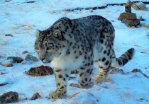На видео снежный барс проходит перед объективом камеры