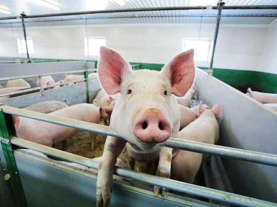 Во Владимирской области 10 человек заболели свиным гриппом