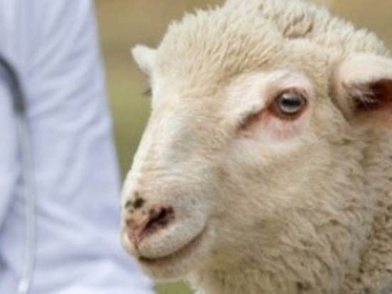 Костромские ветеринары ликвидируют вспышку овечьей оспы в Буйском районе