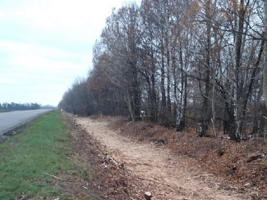 Вдоль автотрассы М4 «Дон» в трех районах Воронежской области вырубают деревья