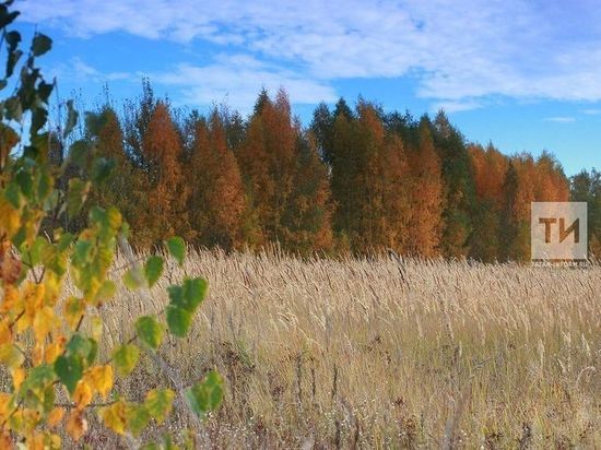 Татарстану на «Сохранение лесов» выделят 96 миллионов