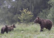 В Южно-Камчатском заказнике зафиксирована массовая смертность среди молодых медведей в районе Курильского озера