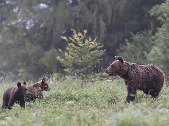В российском заповеднике массово погибли молодые медведи
