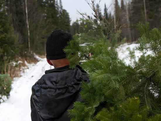 Охрану хвойных лесов усилят перед Новым годом в Подмосковье