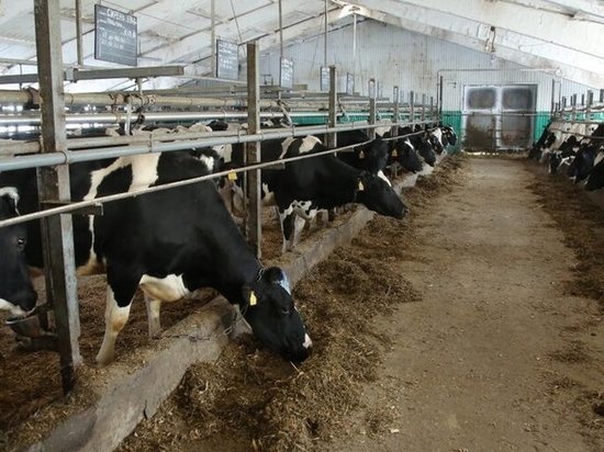 В Татарстане построят крупнейший комплекс для содержания коров