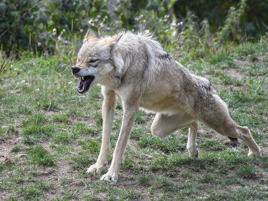 «Никакой пощады»: охотнадзор Ленобласти напомнил, что делать при встрече с волком