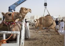 Одно из главных экзотических развлечений на чемпионате мира в Катаре — это катание на верблюдах. Множество болельщиков хочет получить красивые фотографии, особенно на рассвете, перед походом на матч. Несмотря на то, что владельцы увеличили число верблюдов, бедолаги все равно работают без продыху — число поездок увеличилось в 50 раз. «МК-Спорт» рассказывает подробности.