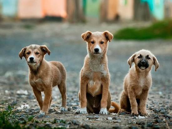 Жители Красноярска пожертвовали бездомным собакам 200 кг еды