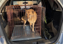 Сегодня, 1 декабря, в микрорайонах Жданова, Никольский и Мясокомбинат Улан-Удэ состоится масштабный рейд по содержания домашних животных и отлову безнадзорных