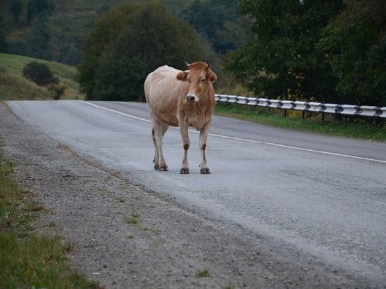 С пенсии жителя Хакасии взыскали деньги за ДТП с его коровой