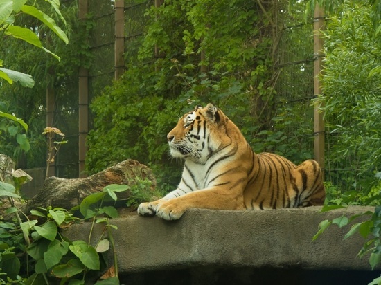 Тигр с необычным поведением вызвал переполох в Приморье