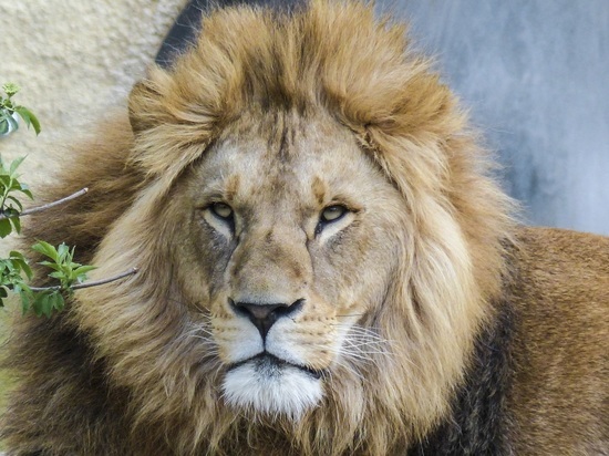 Управляющего Балахнинского зоопарка осудят за нападение львицы на сотрудницу