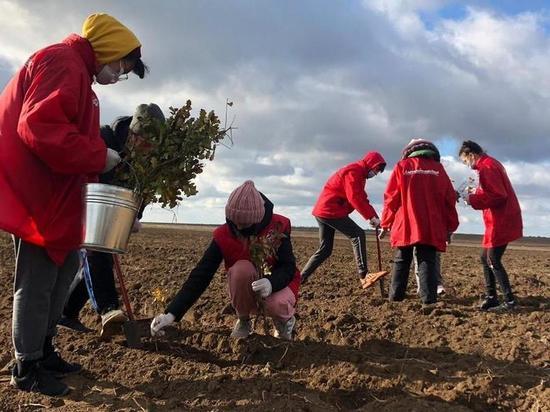 В Старом Крыму волонтеры высадили 6 тысяч дубов и ясеней