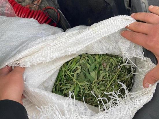 В Хоринском районе Бурятии студент собирал и хранил наркотик