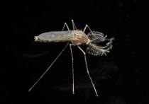 У жительницы Подмосковья после укуса комара в щеке вырос 12-сантиметровый червь