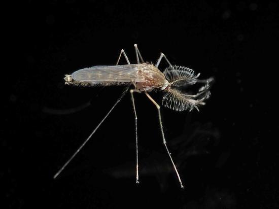В щеке россиянки вырос огромный червь после укуса комара