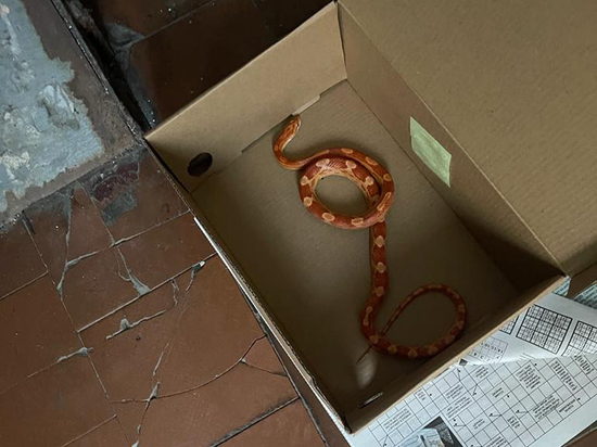 В подъезде в Бирюлево нашли змею: хозяина установить не удалось