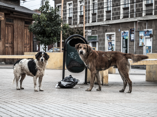 Жительница Воронежской области отсудила почти 70 тысяч рублей у хозяина покусавших её собак