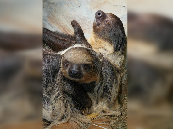 Петербуржцы выбрали имя для детеныша ленивца в Ленинградском зоопарке